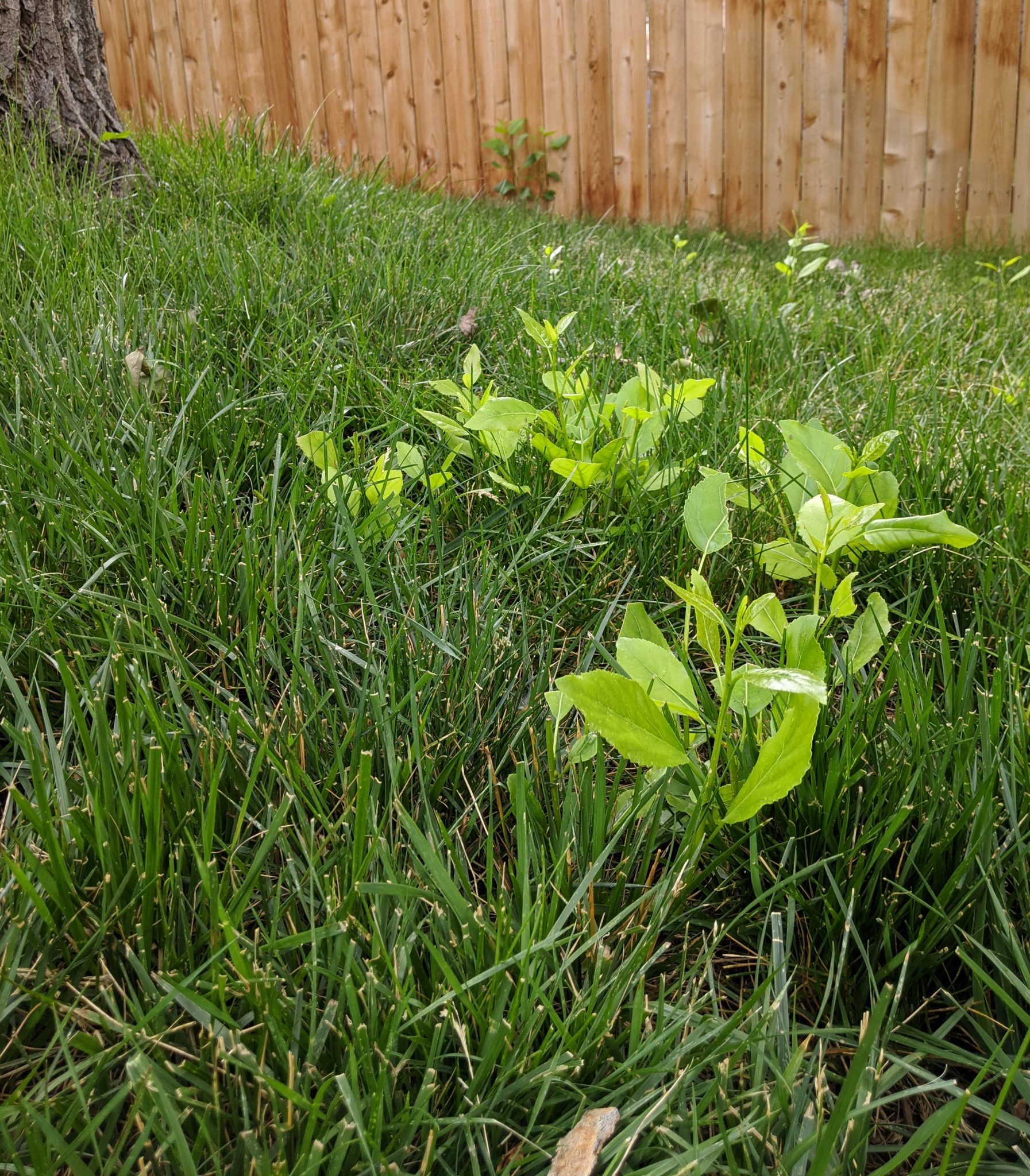 Tree Suckers In Your Lawn Organo Lawn