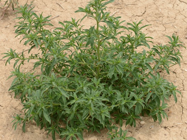 kochia