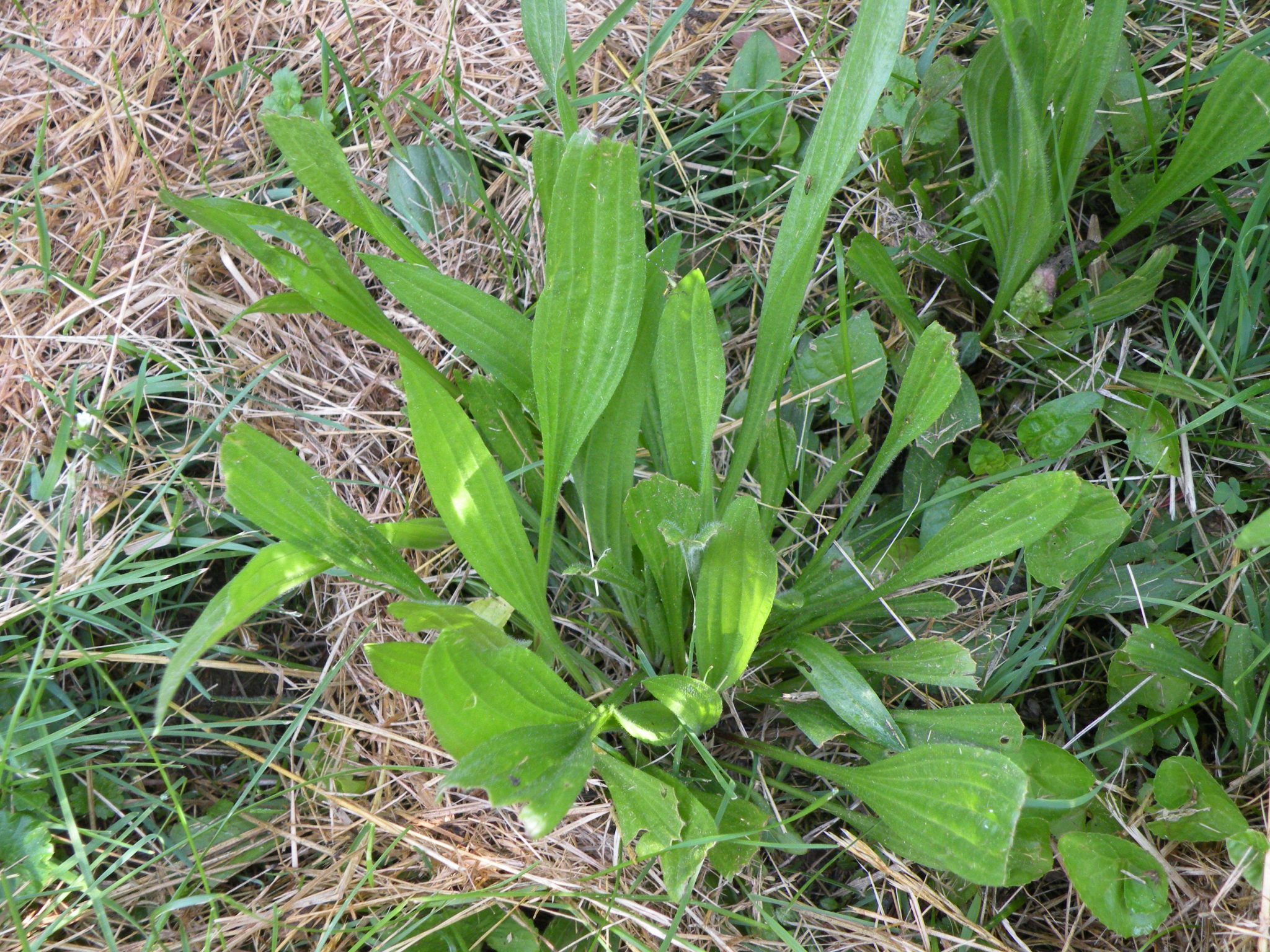 Weed of the Month Series: Plantain - Organo-Lawn