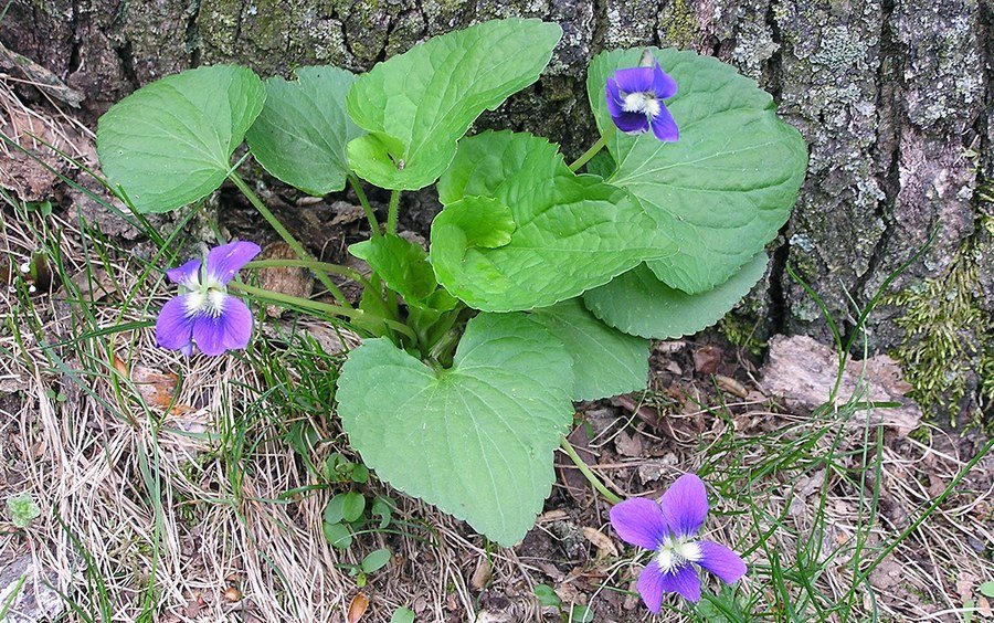 Weed of the Month Series: Wild Violet - Organo-Lawn