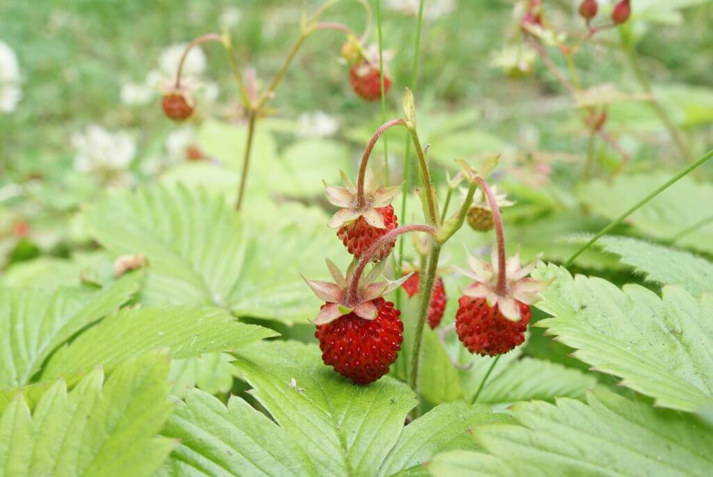 are mock strawberries poisonous to dogs