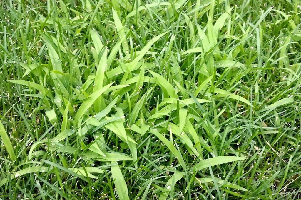 Crabgrass Fort Collins Colorado