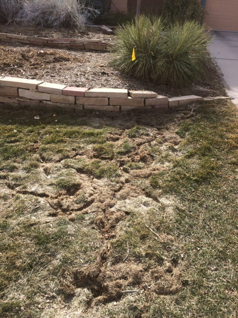 Vole damage in lawn