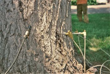 Emerald Ash Borer - Insect Control for Trees - Boulder Colorado