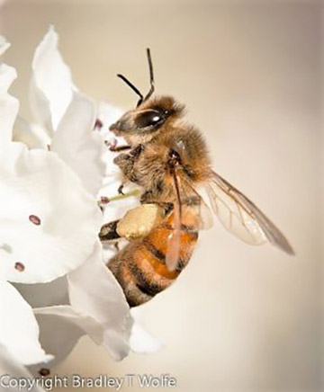Honeybee Lawn Care Boulder Colorado