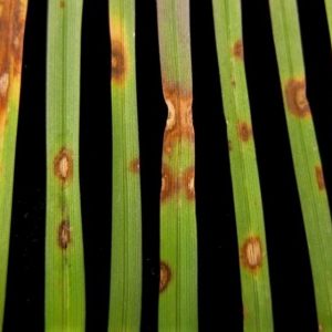 Melting Out Disease on Grass