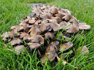 brown mushrooms in my garden