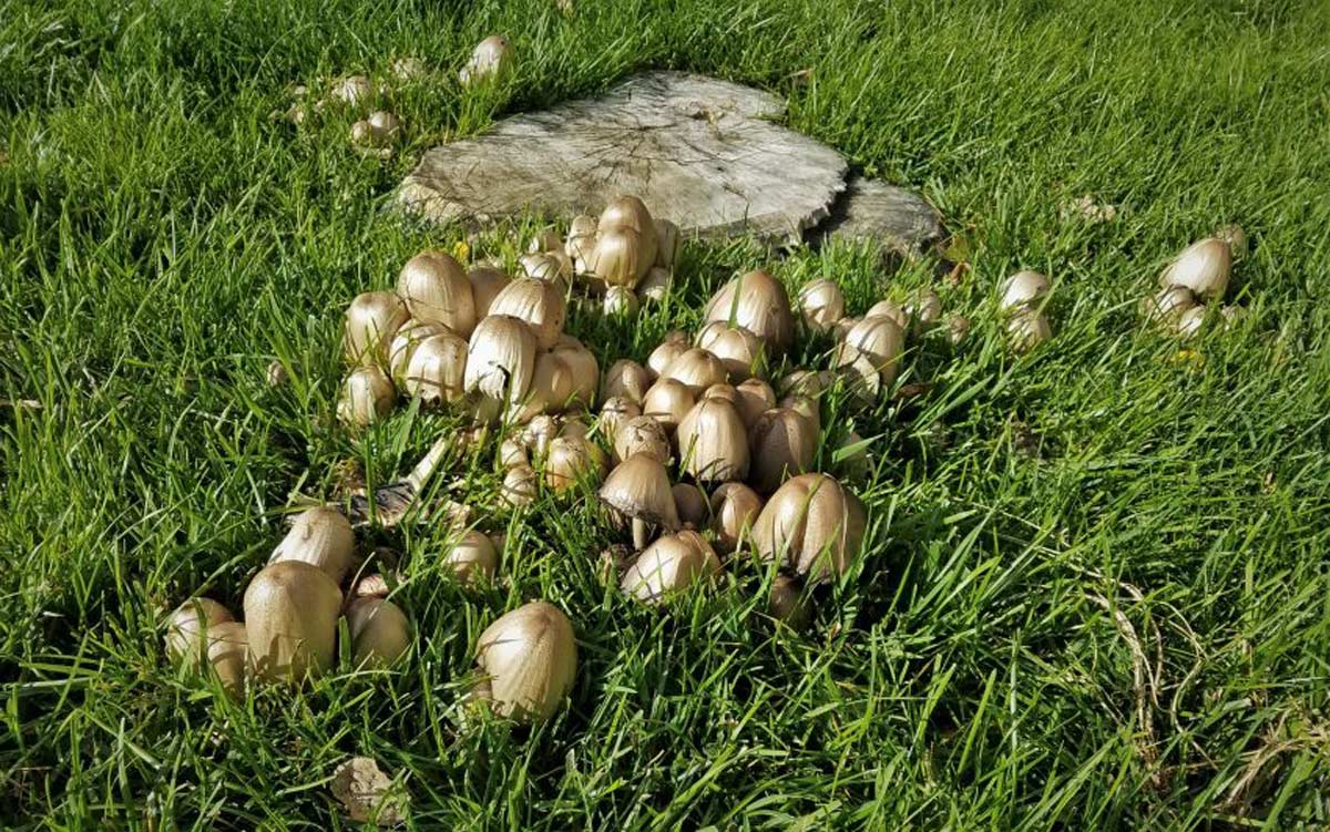 Mushroom growing deals in grass