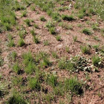 Top Grass Seeding Boulder Colorado