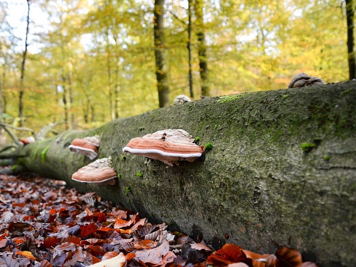 Mushroom on Decaying Wood