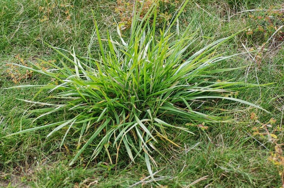 Weed of the Month Series: Coarse Tall Fescue - Organolawn