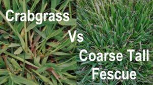 Organo-Lawn | Lawn Care Services in Boulder and Fort Collins