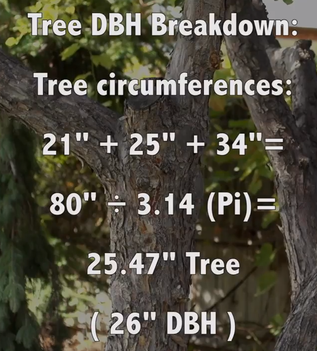 Using a DBH Tape to Measure Tree Diameter at Breast Height 