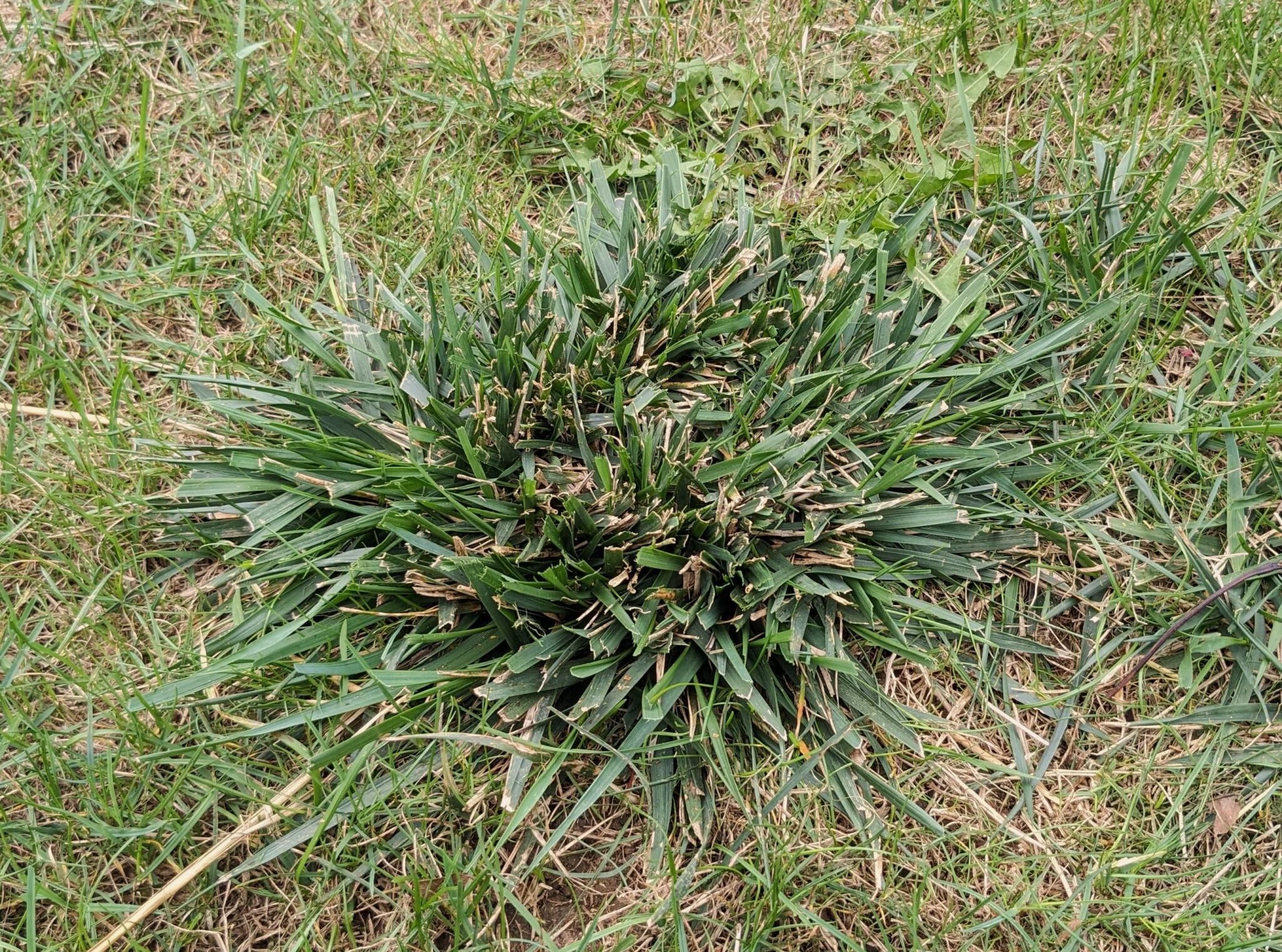 Ugly Clump Grass Killer| Coarse Clump Grasses | We Can Kill Them!
