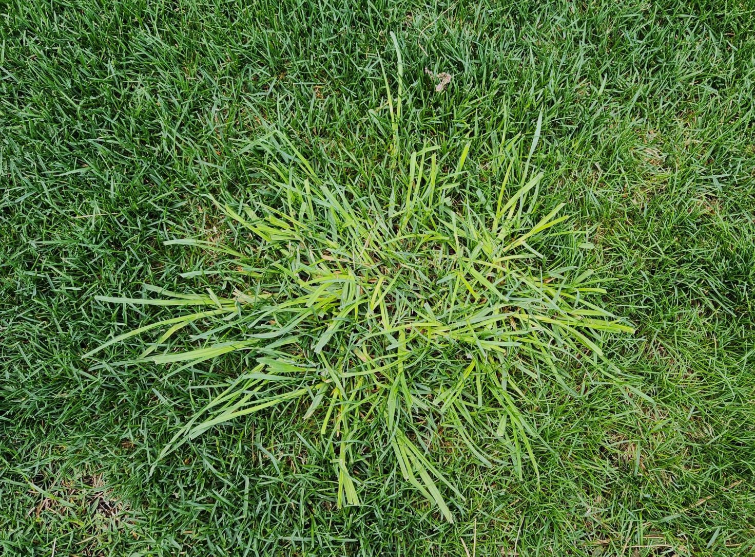 Native-Clump-Grass