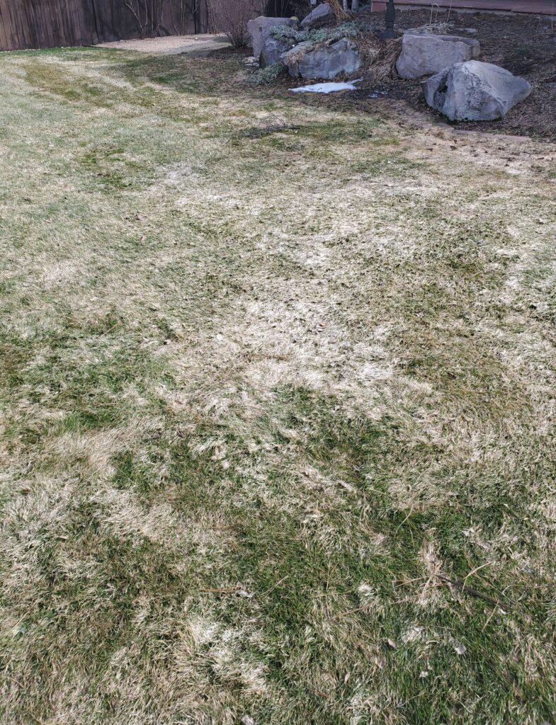 Snow Mold Treatment Boulder