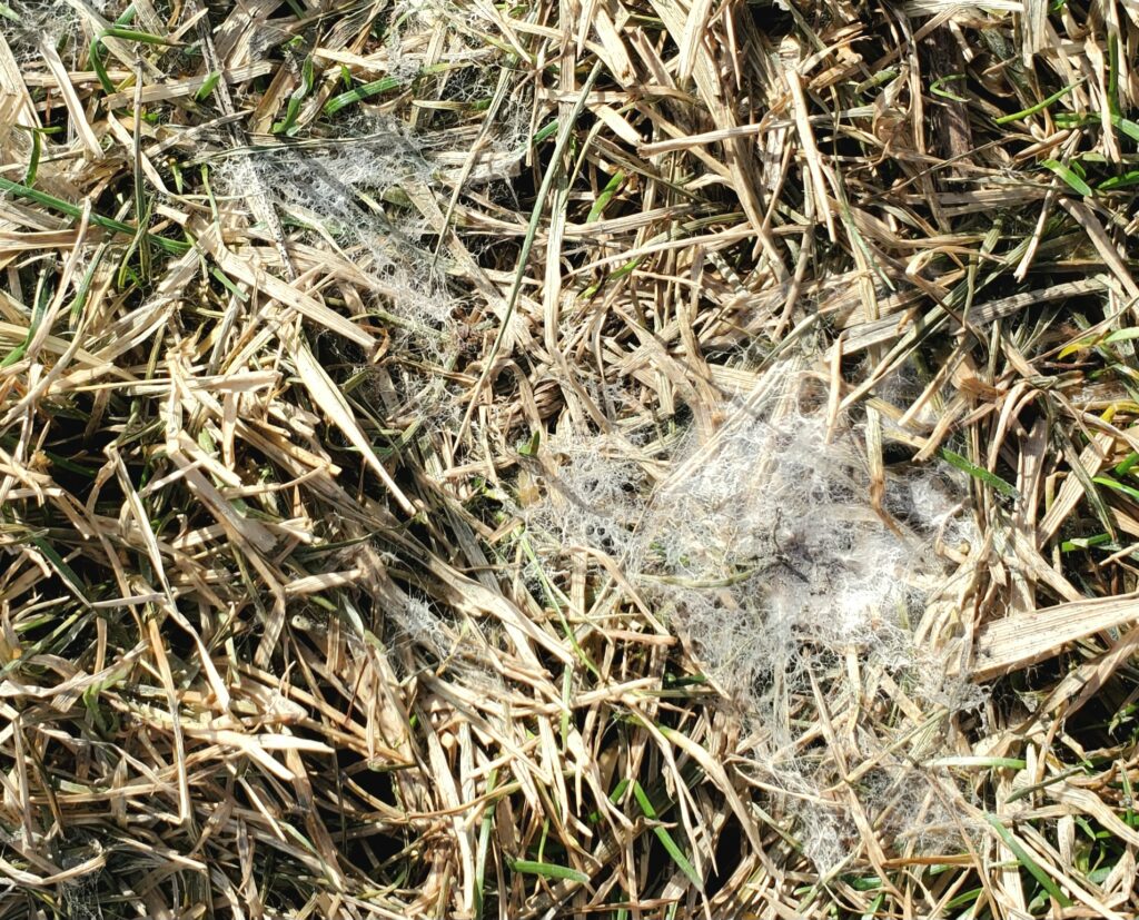 Snow Mold Treatment Boulder