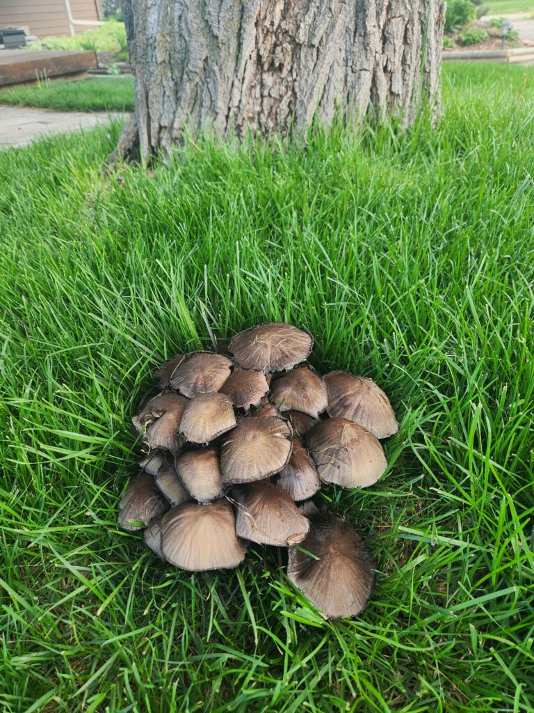 Why are Mushrooms Growing in Grass