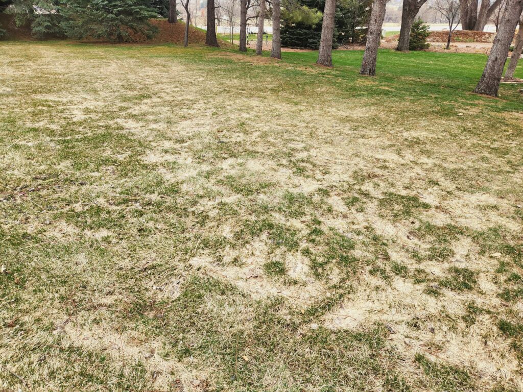 Snow Mold Treatment Companies