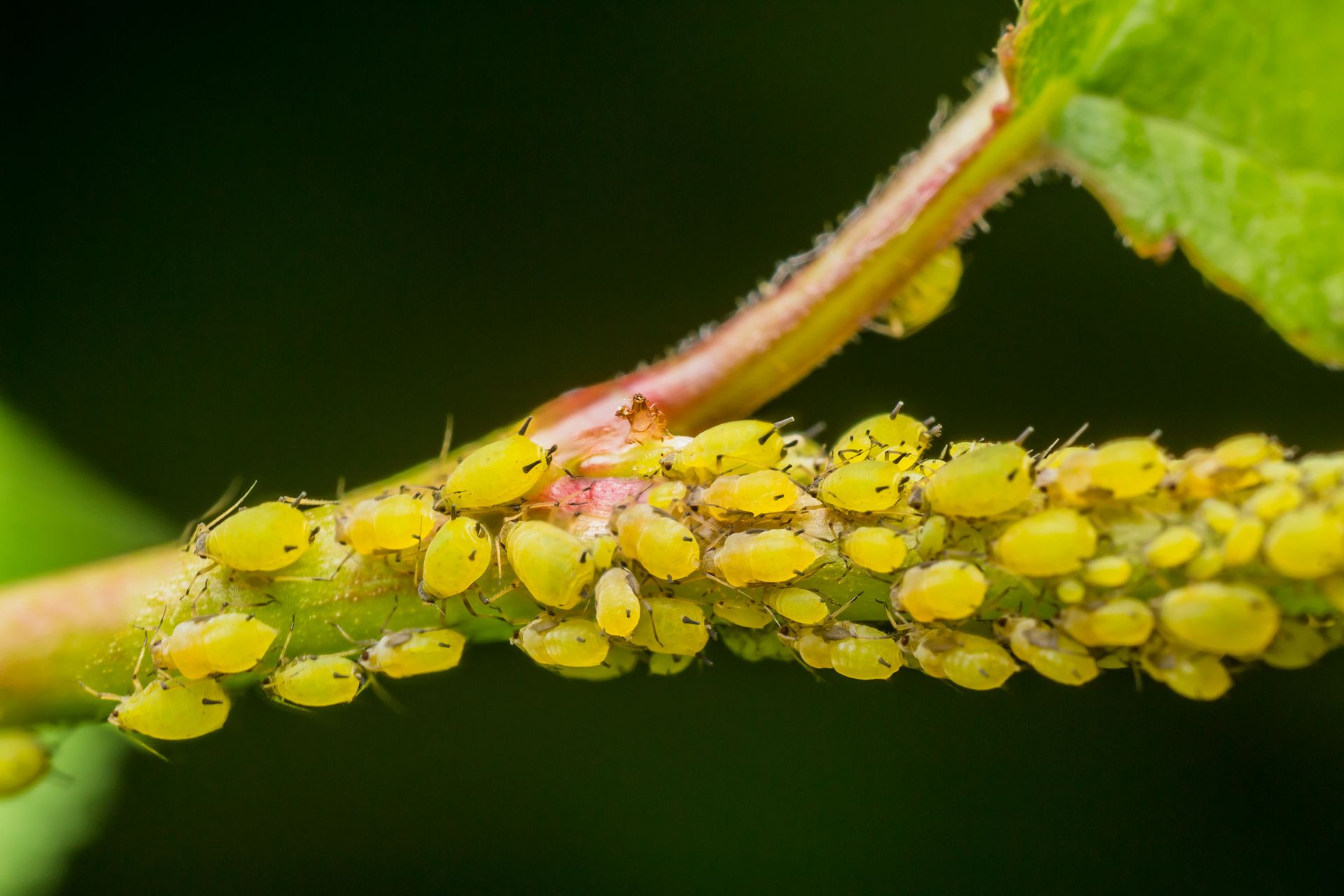 Insect Control for Trees and Tree Care Services Boulder