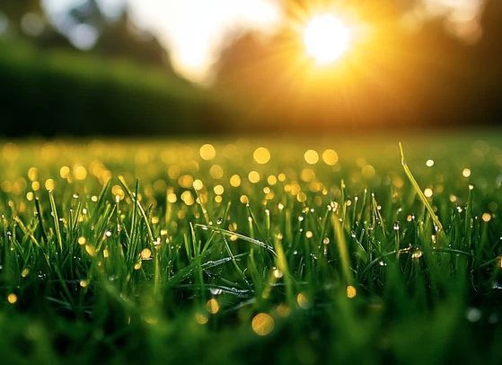 Sunrise-Lawn-Care