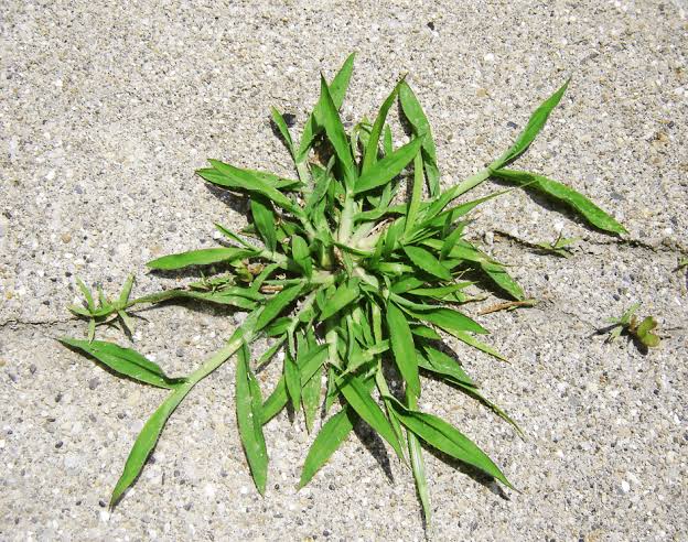 How to Identify Crabgrass